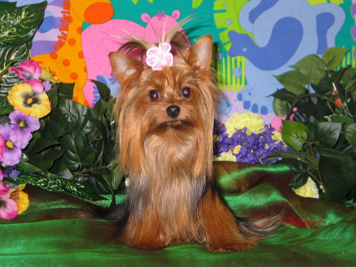 Yorkie puppies for sale, Yorkies Babies, Yorkshire terrier